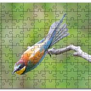 Cakapuzzle Daldan Ayrılmak Üzere Olan Rengarenk Kuş Mdf 120 Parça Puzzle