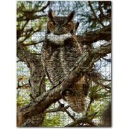 Cakapuzzle Dallar Arasındaki Baykuş Ahşap 500 Parça Puzzle