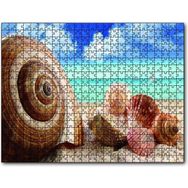 Cakapuzzle Deniz Kabukları 1000 Parça Puzzle