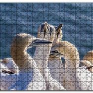 Cakapuzzle Deniz ve Sümsük Kuşları Mdf 1000 Parça Puzzle