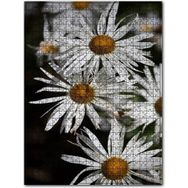 Cakapuzzle Dev Beyaz Papatyalar Ahşap 255 Parça Puzzle