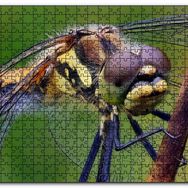 Cakapuzzle Dişi Yusufçuk Makro Çekim Mdf 255 Parça Puzzle
