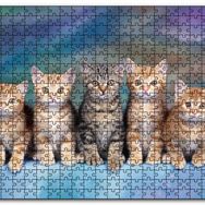 Cakapuzzle Dört Yavru Sarmanın Arasındaki Tekir Mdf 1000 Parça Puzzle