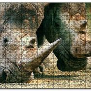 Cakapuzzle Efsanevi Gergedanlar Yakın Çekim Mdf 500 Parça Puzzle