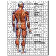 Cakapuzzle Erkek Kaslar Etiketli Anatomi Şeması Ahşap 255 Parça Puzzle