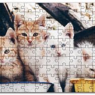 Cakapuzzle Eski Pencerede Sarı ve Beyaz Yavru Kediler Mdf 255 Parça Puzzle