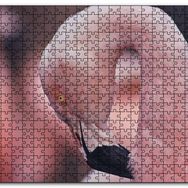 Cakapuzzle Flamingonun Zarafeti Mdf 1000 Parça Puzzle