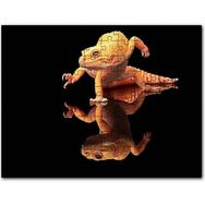 Cakapuzzle Geko Kertenkelesi Cam Zeminde Karanlık Arkaplan Mdf 120 Parça Puzzle