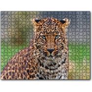 Cakapuzzle Genç Leopar 500 Parça Puzzle