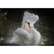 Cakapuzzle Gölde Kanatlarını Temizleyen Beyaz Kuğu Mdf 1000 Parça Puzzle