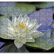 Cakapuzzle Gölde Nilüfer Çiçeği ve Yaprakları Mdf 255 Parça Puzzle
