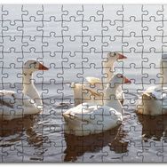 Cakapuzzle Gölde Süzülen Kazlar ve Güneş Işıkları Mdf 120 Parça Puzzle
