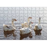 Cakapuzzle Gölde Süzülen Kazlar ve Güneş Işıkları Puzzle