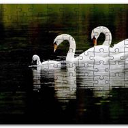 Cakapuzzle Gölde Yüzen Bir Çift Kuğu ve Yavruları Mdf 255 Parça Puzzle