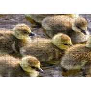 Cakapuzzle Gölde Yüzen Sarı Ördek Yavruları 120 Parça Ahşap Puzzle