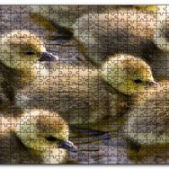 Cakapuzzle Gölde Yüzen Sarı Ördek Yavruları Mdf 255 Parça Puzzle