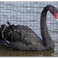 Cakapuzzle Göldeki İhtişamlı Siyah Kuğu Mdf 255 Parça Puzzle