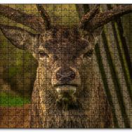 Cakapuzzle Görkemli Geyik Yakın Çekim Mdf 1000 Parça Puzzle