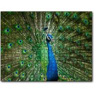 Cakapuzzle Görkemli Tavuskuşu Mdf 255 Parça Puzzle