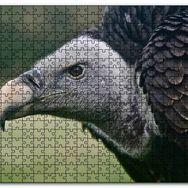 Cakapuzzle Gri Başlı Siyah Akbaba Yakın Çekim Mdf 1000 Parça Puzzle