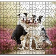Cakapuzzle Gülerek Poz Veren Sevimli Köpekler ve Çiçekler Mdf 120 Parça Puzzle