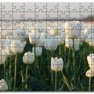 Cakapuzzle Gündoğumunda Beyaz Laleler Mdf 255 Parça Puzzle