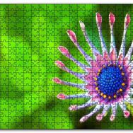 Cakapuzzle Güney Afrika Papatyası Görseli Mdf 500 Parça Puzzle