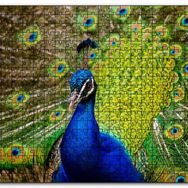 Cakapuzzle Hint Tavuskuşu Mdf 1000 Parça Puzzle