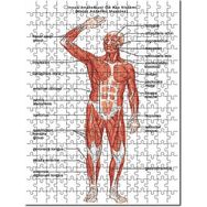 Cakapuzzle İnsan Anatomusi Ön Kas Sistemi 255 Parça Puzzle