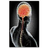 Cakapuzzle İnsan İç Organik Beyin Arka Tarafdan Ahşap 500 Parça Puzzle