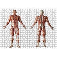 Cakapuzzle İnsan Kas Anatomisi 120 Parça Ahşap Puzzle