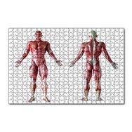 Cakapuzzle İnsan Kas Anatomisi 120 Parça Puzzle