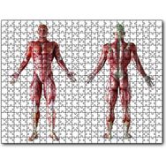 Cakapuzzle İnsan Kas Anatomisi Ahşap 255 Parça Puzzle