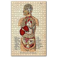 Cakapuzzle İnsan Vücudu Haritası Eski Ahşap 255 Parça Puzzle