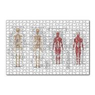 Cakapuzzle İskelet Kas Sistemi Çizimi Ve İsimlendirmesi Görseli 120 Parça Ahşap Puzzle