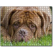 Cakapuzzle Kahverengi Boxer Çimlerde Uzanıyor Yakın Çekim Mdf 1000 Parça Puzzle