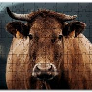 Cakapuzzle Kahverengi İnek Yakın Çekim Flu Arkaplan Mdf 255 Parça Puzzle