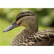 Cakapuzzle Kahverengi Ördek Yakın Plan 255 Parça Puzzle