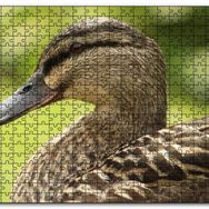 Cakapuzzle Kahverengi Ördek Yakın Plan Mdf 120 Parça Puzzle