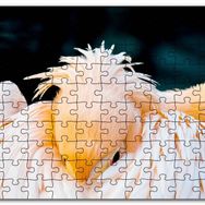 Cakapuzzle Kanatları Arasına Gömülmüş Pelikan Yakın Çekim Mdf 500 Parça Puzzle