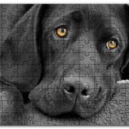Cakapuzzle Kara Labrador Üzgün Köpek Mdf 500 Parça Puzzle