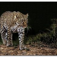 Cakapuzzle Karanlıktaki Java Leoparı Mdf 120 Parça Puzzle