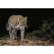Cakapuzzle Karanlıktaki Java Leoparı Mdf 255 Parça Puzzle