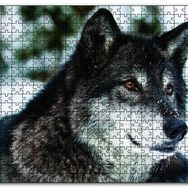 Cakapuzzle Karda Bozkurt Ahşap 500 Parça Puzzle