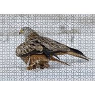 Cakapuzzle Karlar Üzerindeki Kartal ve Pençelerindeki Avı Mdf 1000 Parça Puzzle