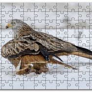 Cakapuzzle Karlar Üzerindeki Kartal ve Pençelerindeki Avı Mdf 255 Parça Puzzle