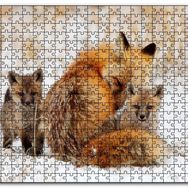 Cakapuzzle Karlar Üzerindeki Kızıl Tilki ve Yavruları Mdf 500 Parça Puzzle