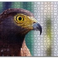 Cakapuzzle Kartal Yakın Plan Mdf 500 Parça Puzzle
