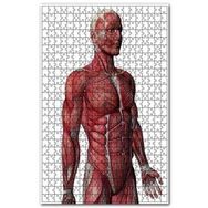 Cakapuzzle Kas Anatomi Yan Görünüm 120 Parça Puzzle