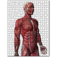 Cakapuzzle Kas Anatomi Yan Görünüm Ahşap 255 Parça Puzzle